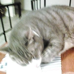 Meet your Posher, Patsy